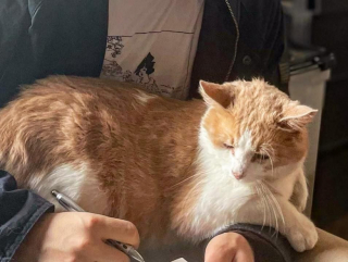 Illustration de l'article : Atteint du FIV, ce chat sollicite de l’aide directement auprès d’un refuge et est mis dans le circuit de l’adoption