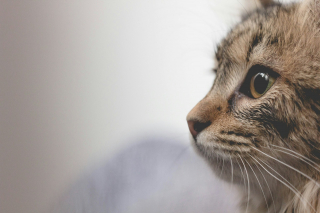 Illustration de l'article : En revenant d’un déplacement, la propriétaire d’un chat le découvre prisonnier d’une cloison récemment installée