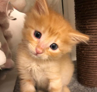 Illustration de l'article : La transformation inespérée d’un chaton orphelin qui tenait dans la paume d’une main au moment de son sauvetage