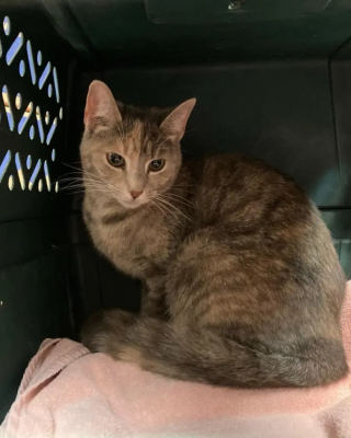 Illustration de l'article : Pensant promener sa chienne tranquillement, une femme interrompt la balade pour venir au secours d’un chat qui ne parvient plus à redescendre de son arbre