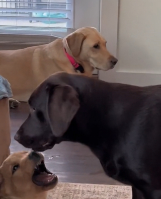Illustration de l'article : Ce Labrador préfère le calme aux jeux endiablés de jeunes chiens (vidéo)