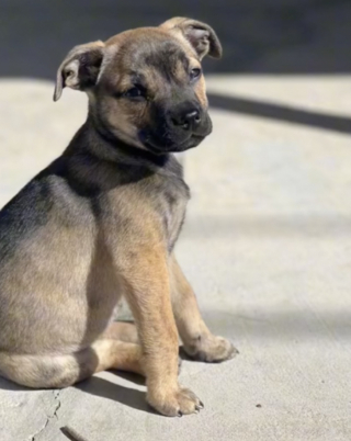 Illustration de l'article : Ils s’inquiètent en repérant un individu sur leur palier et découvrent ce qu’il a laissé derrière lui en partant (vidéo)