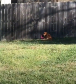 Illustration de l'article : Cette chienne et sa voisine humaine ne manqueraient pour rien au monde leur adorable rituel (vidéo)