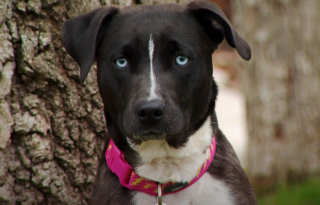 Illustration de l'article : En ouvrant sa porte à une chienne de refuge, cette mère de famille ne s’attendait pas à créer un lien avec un animal atteint de la même anomalie cardiaque que sa fille (vidéo)