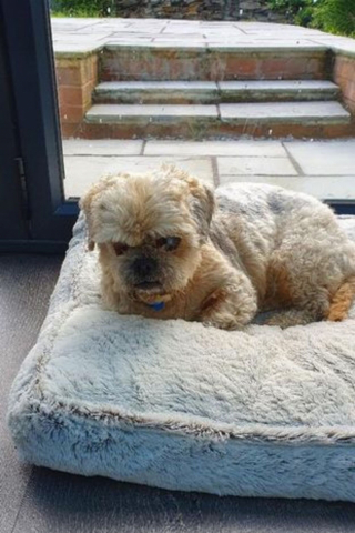 Illustration de l'article : Après un début de vie marqué par la maltraitance, un chien aveugle se prend de passion pour un doudou hors du commun