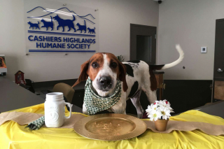 Illustration de l'article : Des bénévoles passent à l’action sur TikTok pour donner plus de visibilité a un chien senior présent au refuge depuis 7 années (vidéo)