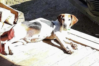 Illustration de l'article : Des bénévoles passent à l’action sur TikTok pour donner plus de visibilité a un chien senior présent au refuge depuis 7 années (vidéo)