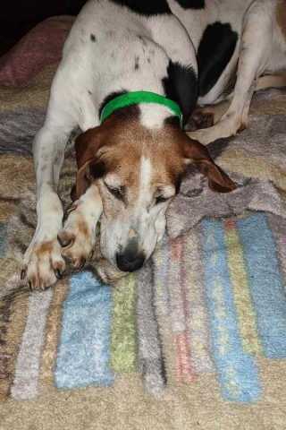 Illustration de l'article : Des bénévoles passent à l’action sur TikTok pour donner plus de visibilité a un chien senior présent au refuge depuis 7 années (vidéo)