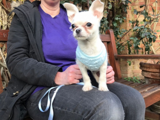 Illustration de l'article : Retrouvé enroulé dans une serviette dans un parc, ce chiot prend sa revanche en trouvant immédiatement son foyer pour la vie