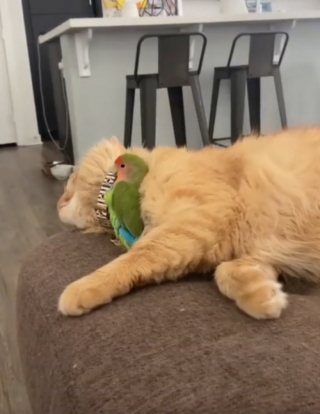 Illustration de l'article : L’histoire d’amitié improbable et très touchante entre un chat et un perroquet (vidéo)