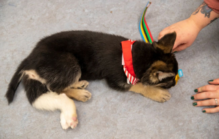 Illustration de l'article : Venu au monde avec 6 pattes et des organes en trop grand nombre, ce Berger Allemand a bataillé pour vivre une existence normale