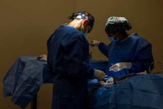 Illustration de l'article : Venu au monde avec 6 pattes et des organes en trop grand nombre, ce Berger Allemand a bataillé pour vivre une existence normale