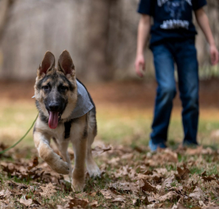 Illustration de l'article : Venu au monde avec 6 pattes et des organes en trop grand nombre, ce Berger Allemand a bataillé pour vivre une existence normale