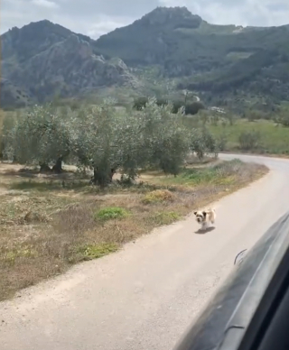 Illustration de l'article : Un chien errant tente le tout pour le tout et se met à courir derrière une voiture pour obtenir de l’attention (vidéo) 