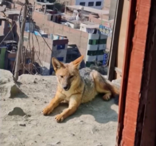 Illustration de l'article : Ils pensent acheter un chien, mais ce dernier se retrouve dans un zoo après que son secret ait été révélé (vidéo)