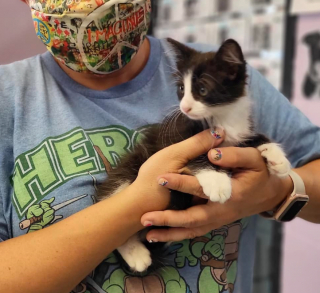 Illustration de l'article : Une séance photo catastrophique change la vie d’un chaton de refuge