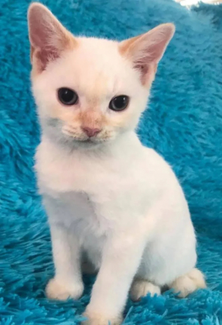 Illustration de l'article : Un chaton minuscule avait cess&eacute; de se battre, jusqu&rsquo;&agrave; ce que quelqu&rsquo;un croit en lui