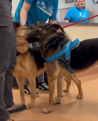 Illustration de l'article : Ce duo de Bergers Allemands a la plus merveilleuse des surprises, lorsque qu’un couple amoureux des chiens arrive au refuge (vidéo)