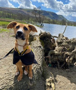 Illustration de l'article : Riley, un chiot errant, re&ccedil;oit la meilleure des &eacute;ducations gr&acirc;ce aux randonn&eacute;es en compagnie des b&eacute;n&eacute;voles