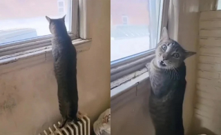 Illustration de l'article : Retrouvé sous un évier après le départ de ses propriétaires, un chat réapprend à faire confiance en l’humain