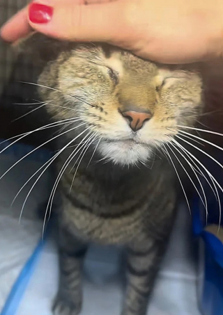 Illustration de l'article : Retrouvé sous un évier après le départ de ses propriétaires, un chat réapprend à faire confiance en l’humain
