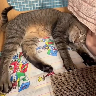 Illustration de l'article : Retrouvé sous un évier après le départ de ses propriétaires, un chat réapprend à faire confiance en l’humain