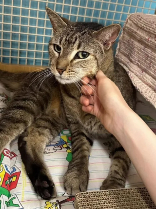 Illustration de l'article : Retrouvé sous un évier après le départ de ses propriétaires, un chat réapprend à faire confiance en l’humain