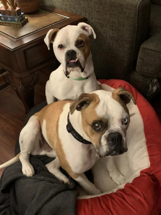 Illustration de l'article : Deux chiens dont un aveugle se soutiennent mutuellement dans l’errance avant de trouver un foyer pour prendre soin d’eux