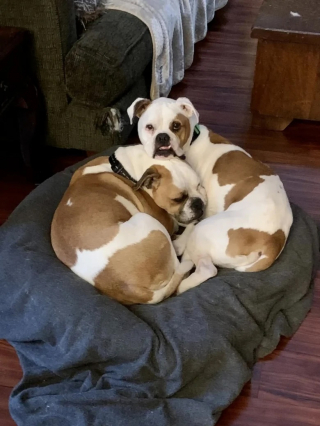 Illustration de l'article : Deux chiens dont un aveugle se soutiennent mutuellement dans l’errance avant de trouver un foyer pour prendre soin d’eux