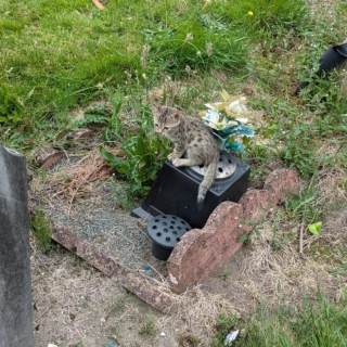 Illustration de l'article : En venant à la rencontre de chatons laissés à l’abandon au milieu d’un cimetière, une association alerte sur un véritable problème de société
