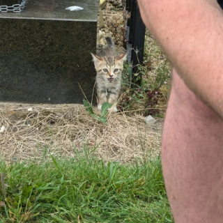 Illustration de l'article : En venant à la rencontre de chatons laissés à l’abandon au milieu d’un cimetière, une association alerte sur un véritable problème de société