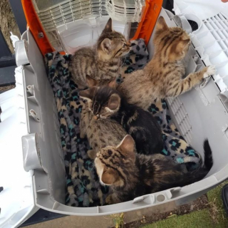 Illustration de l'article : En venant à la rencontre de chatons laissés à l’abandon au milieu d’un cimetière, une association alerte sur un véritable problème de société