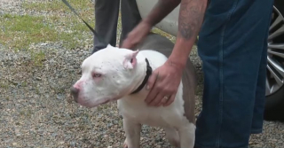 Illustration de l'article : Un chien malade et abandonné suscite une grande générosité et en fait profiter tous ses congénères dans le besoin