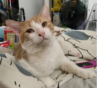 Illustration de l'article : Rocket, un chat errant qui demandait de l’aide au passants, voit sa vie se transformer grâce à l’intervention des bonnes personnes
