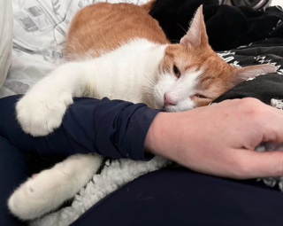 Illustration de l'article : Rocket, un chat errant qui demandait de l’aide au passants, voit sa vie se transformer grâce à l’intervention des bonnes personnes