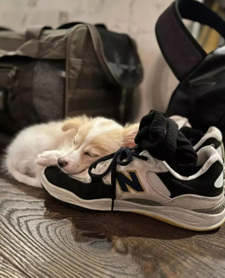 Illustration de l'article : Lors d’un voyage en avion, Brisket, le chien de Glen Powell, échappe à l’attention de son maître et lui vole la vedette 