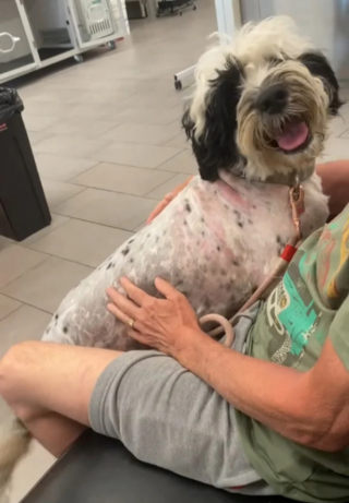 Illustration de l'article : Une bénévole bienveillante croit venir en aide à un chien errant, mais son histoire est toute autre