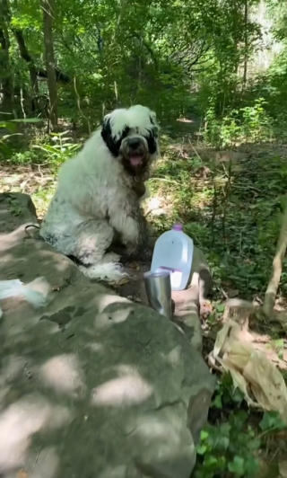 Illustration de l'article : Une bénévole bienveillante croit venir en aide à un chien errant, mais son histoire est toute autre