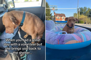 Illustration de l'article : La tristesse de Franny, la chienne de sauvetage, à chaque fois qu’elle retourne au refuge (vidéo)