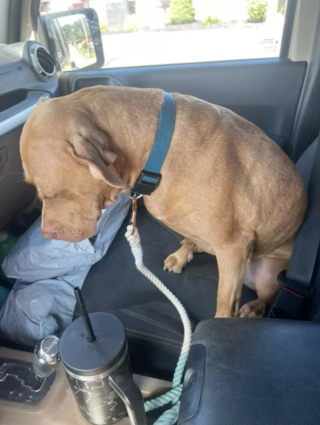 Illustration de l'article : La tristesse de Franny, la chienne de sauvetage, à chaque fois qu’elle retourne au refuge (vidéo)