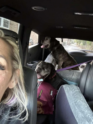 Illustration de l'article : La lettre déchirante d’un maître obligé d’abandonner ses 2 “bébés” aux grilles d’un refuge