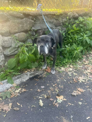 Illustration de l'article : La lettre déchirante d’un maître obligé d’abandonner ses 2 “bébés” aux grilles d’un refuge