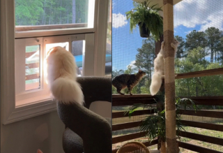 Illustration de l'article : Pour combler les envies d’extérieur de son chat, une propriétaire lui prépare une surprise dont il n’est pas près de se lasser (vidéo)
