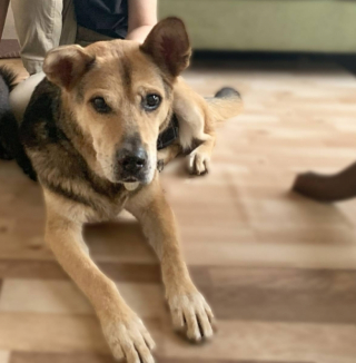 Illustration de l'article : Lors de sa première prise en charge, une mère d’accueil fait la rencontre d’un chien sénior extrêmement attachant