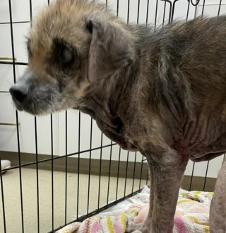 Illustration de l'article : Cette chienne sourde et aveugle de 18 ans découvre des ponts avec son maître et adore ça