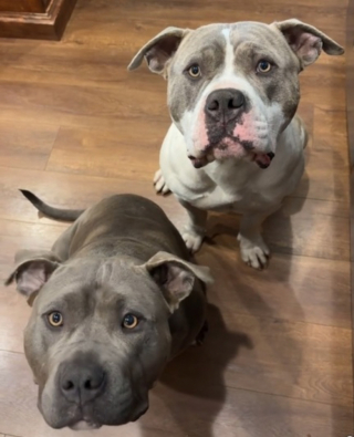 Illustration de l'article : Pensant mettre fin à l’ennui de son chien en accueillant un nouveau compagnon, une propriétaire ne rencontre pas le succès escompté (vidéo)