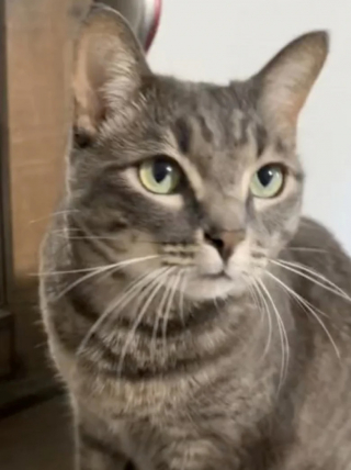 Illustration de l'article : La propriétaire de chats met en avant sur TikTok un moyen original pour stimuler les félins d’intérieur (vidéo)
