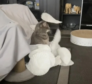 Illustration de l'article : La propriétaire de chats met en avant sur TikTok un moyen original pour stimuler les félins d’intérieur (vidéo)