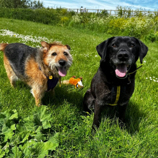 Illustration de l'article : À l’occasion de la Semaine des bénévoles, l’équipe d’un refuge rend hommage à un membre essentiel de la structure 
