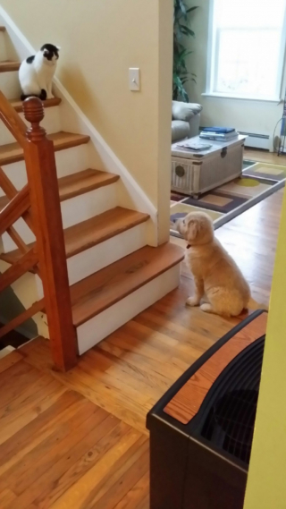 Illustration de l'article : 8 photos de chats en train d’apprendre à cohabiter avec un chien